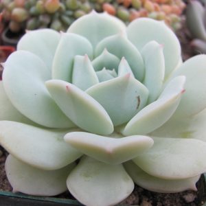 Echeveria Lunas