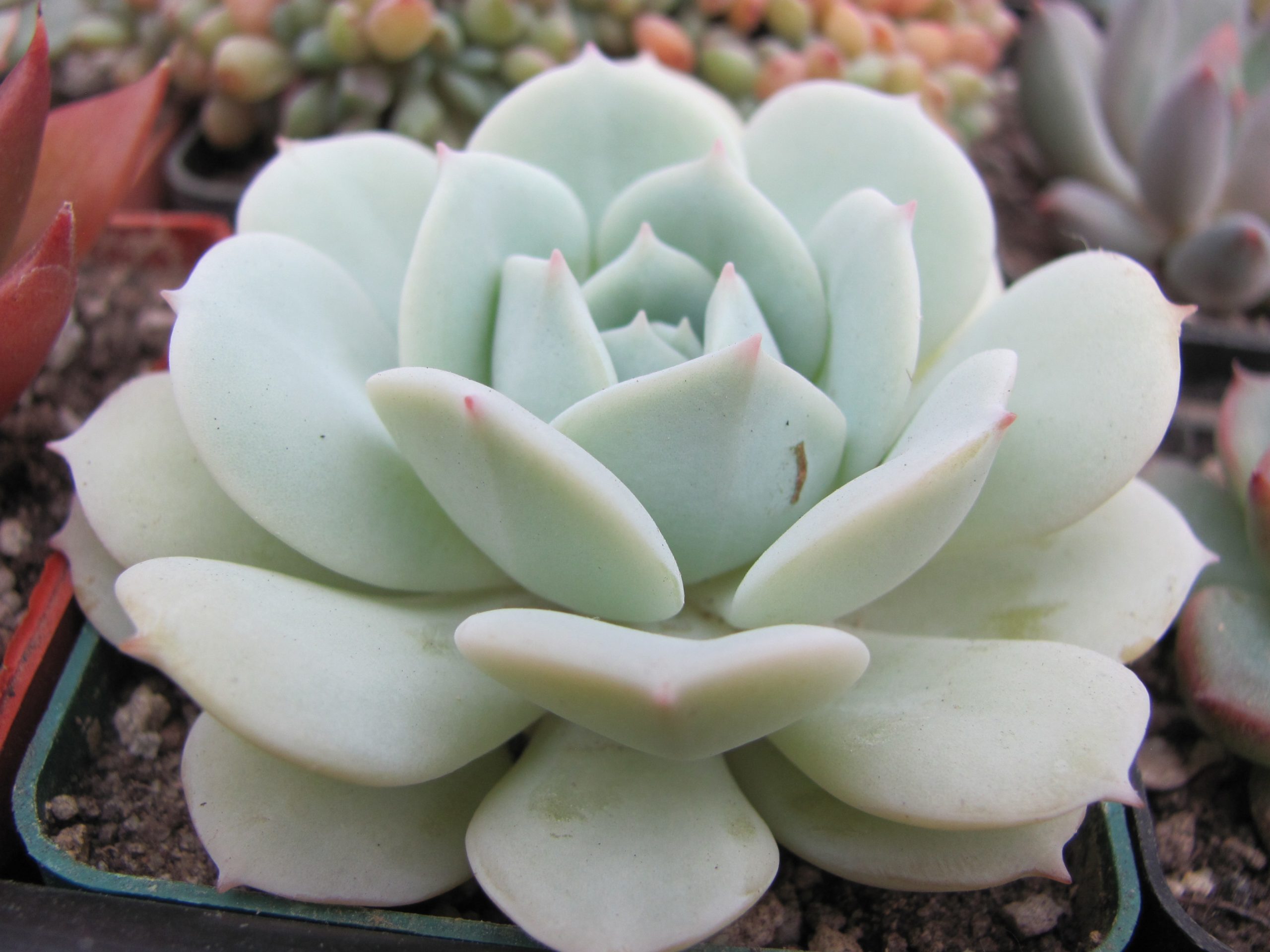 Echeveria Lunas