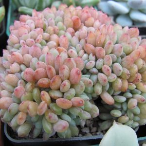 Echeveria Fantasia Carol cristata