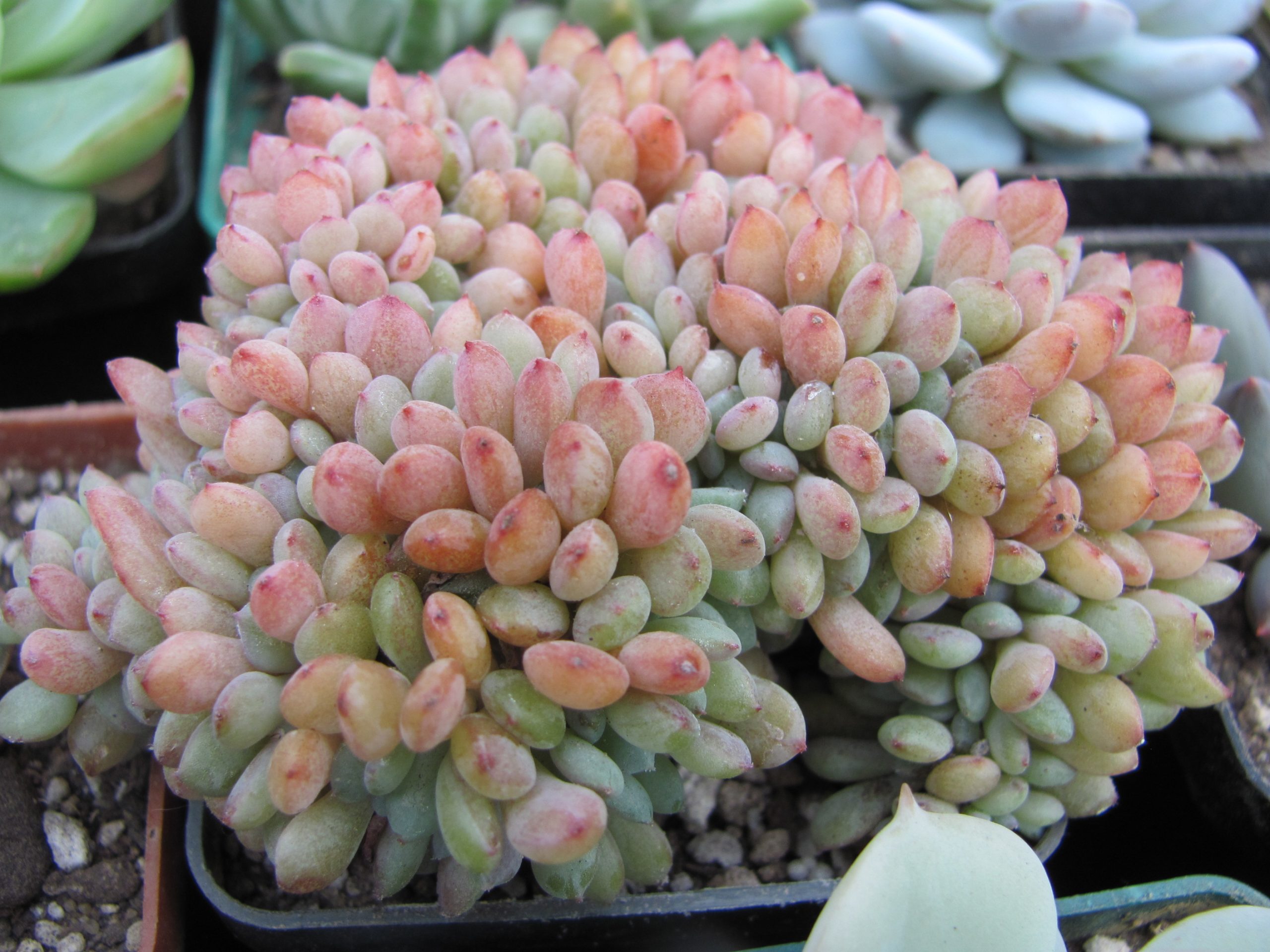 Echeveria Fantasia Carol cristata
