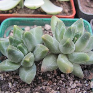 Pachyphytum compactum *Purple Diamond*