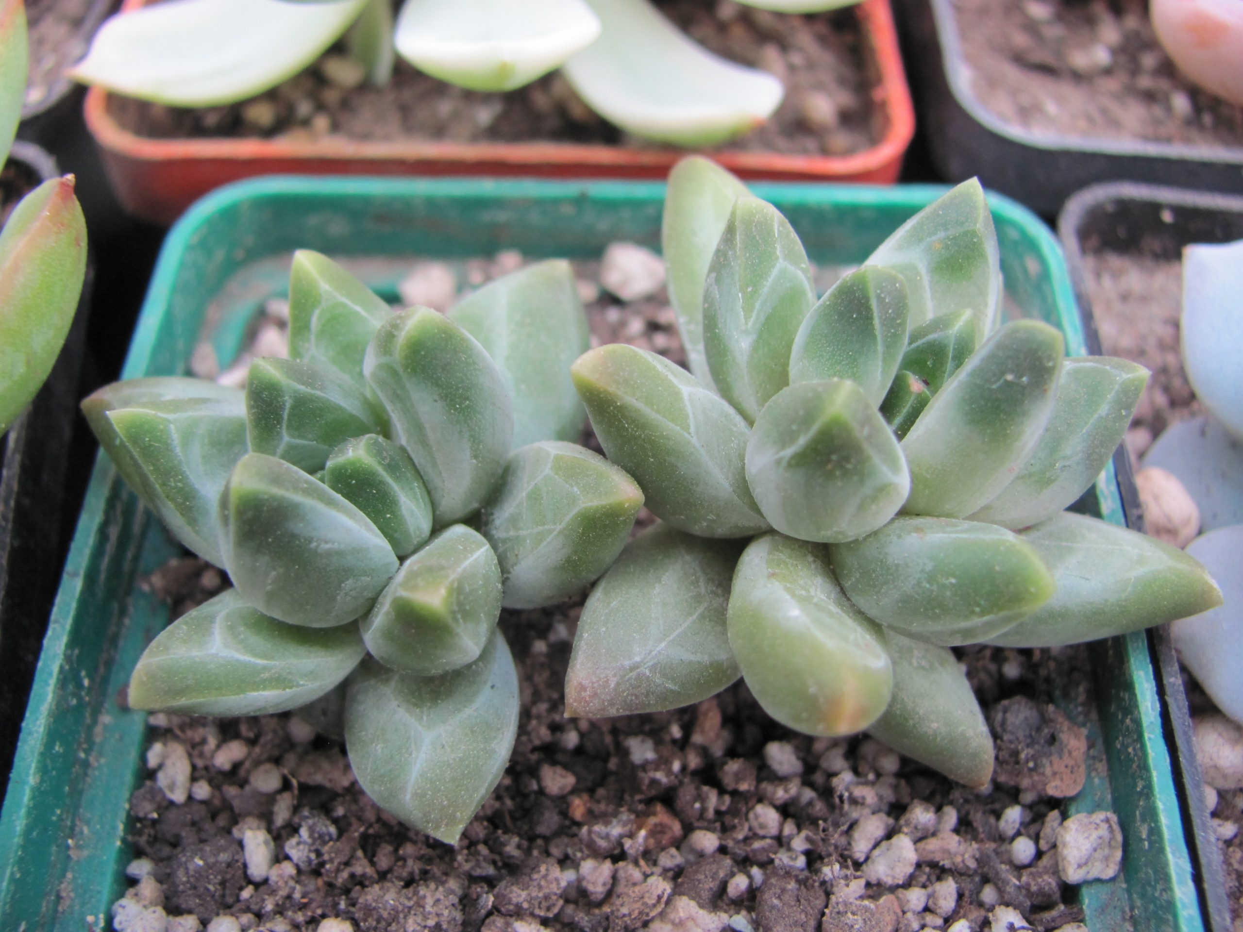 Pachyphytum compactum *Purple Diamond*