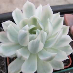 Echeveria *Royal Chrysanthemum *variegata