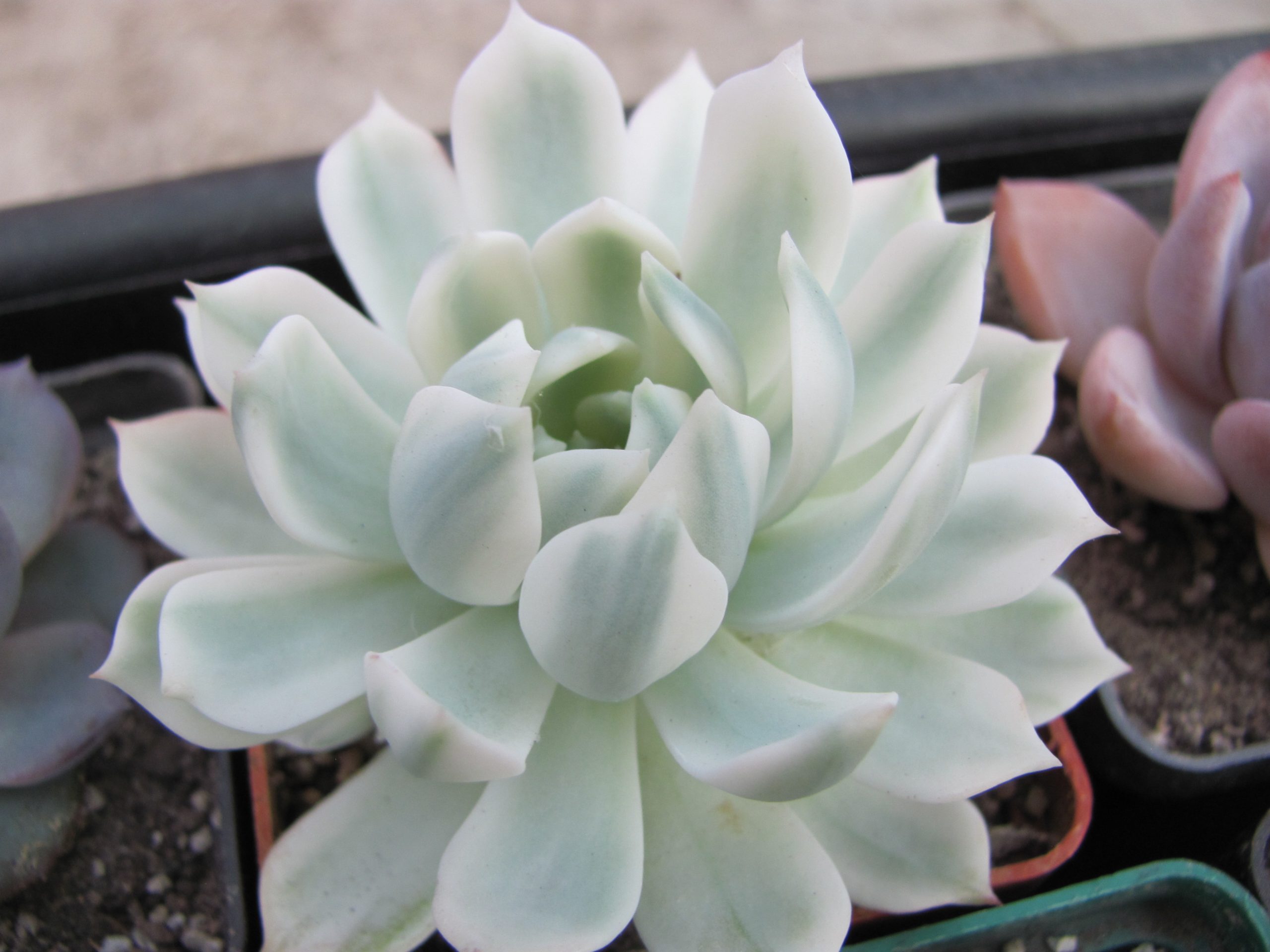 Echeveria *Royal Chrysanthemum *variegata