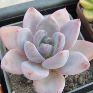 Echeveria Brumes