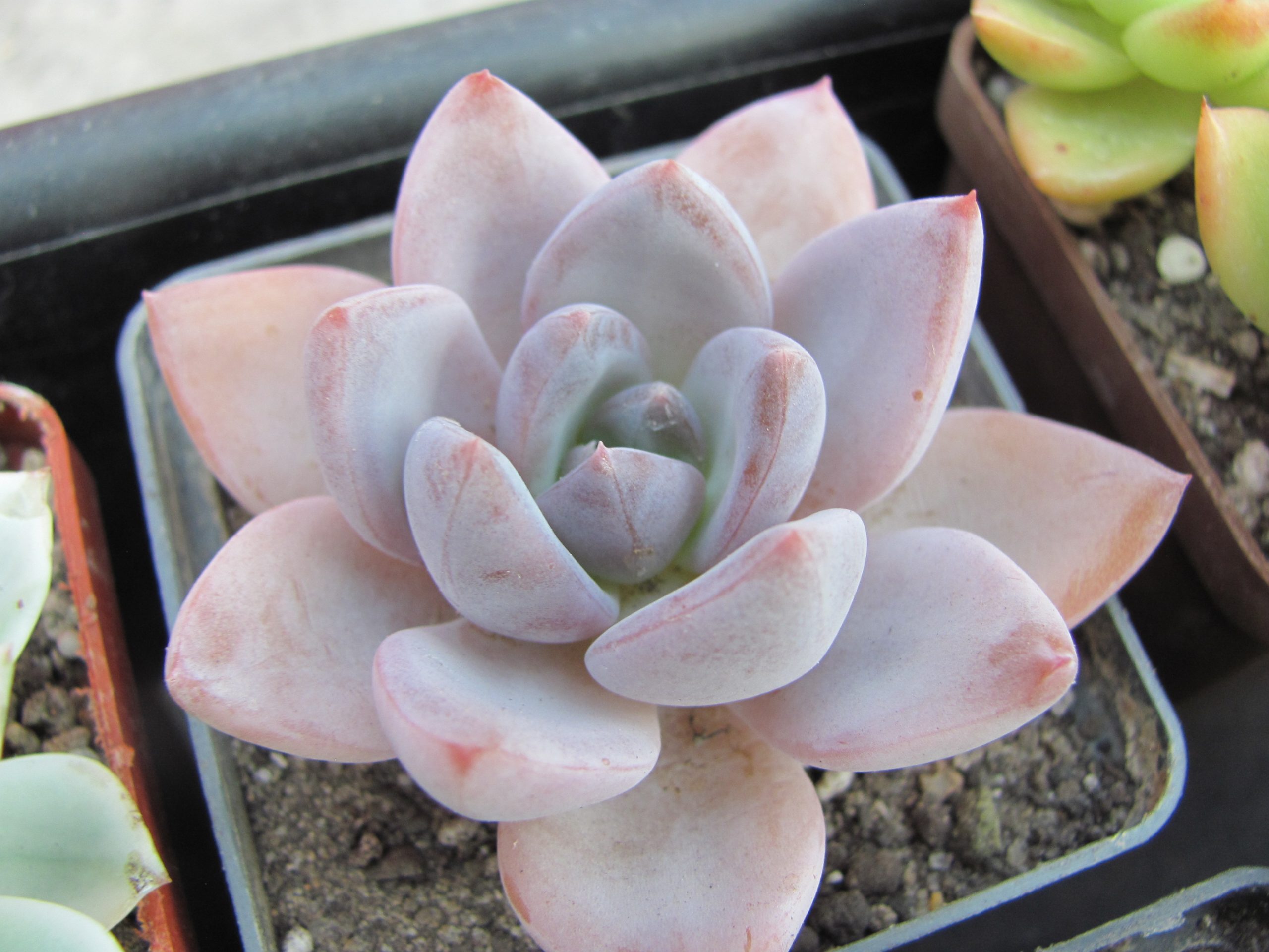Echeveria Brumes