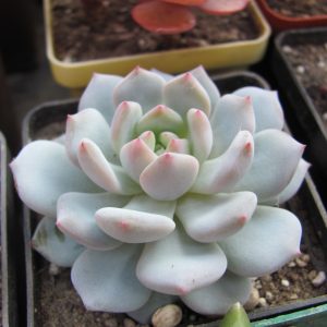 Echeveria Lotus Jade