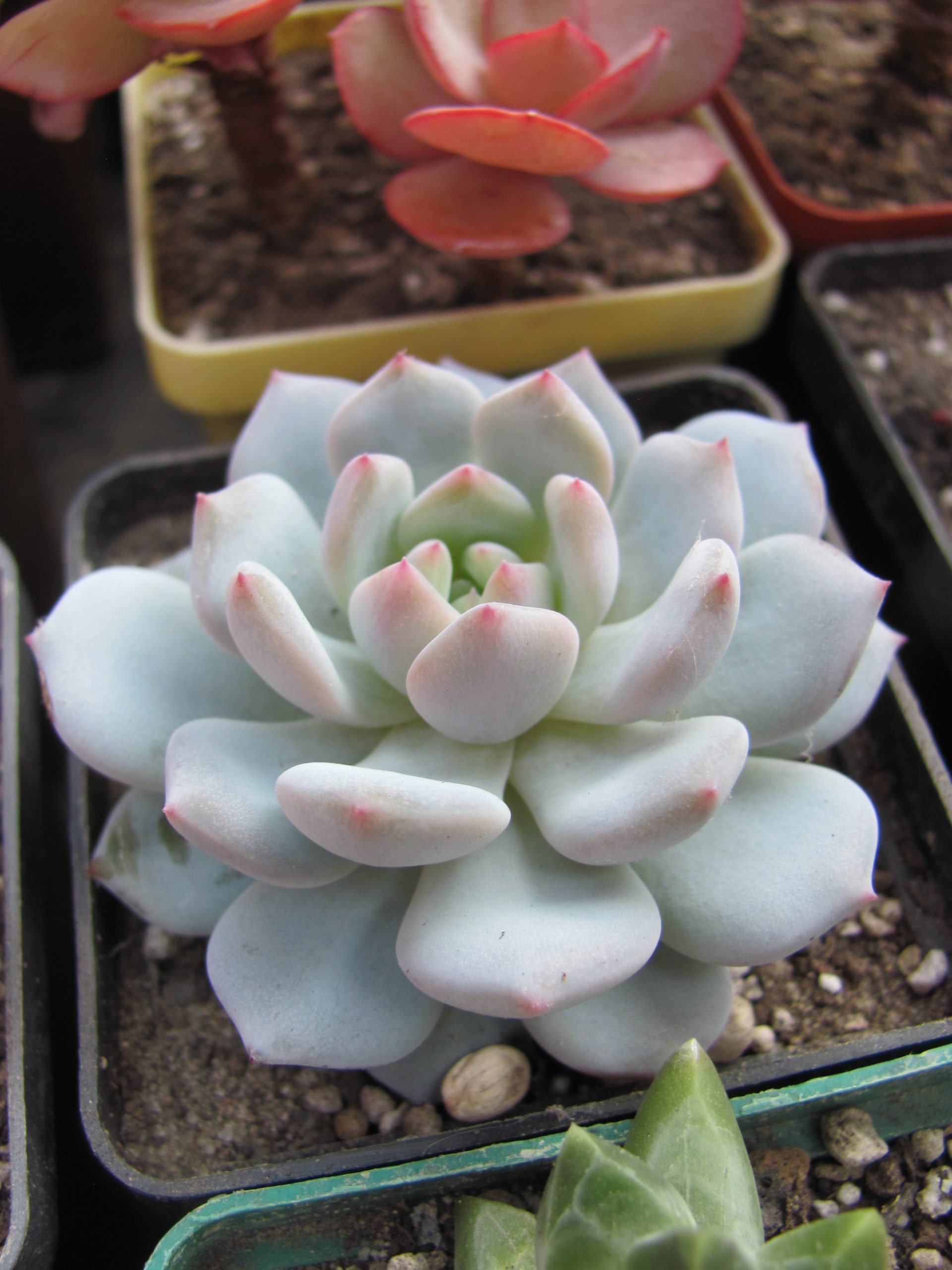 Echeveria Lotus Jade