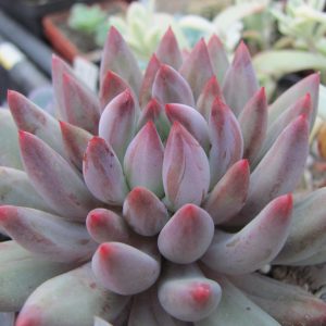 Echeveria Goldfish Hime