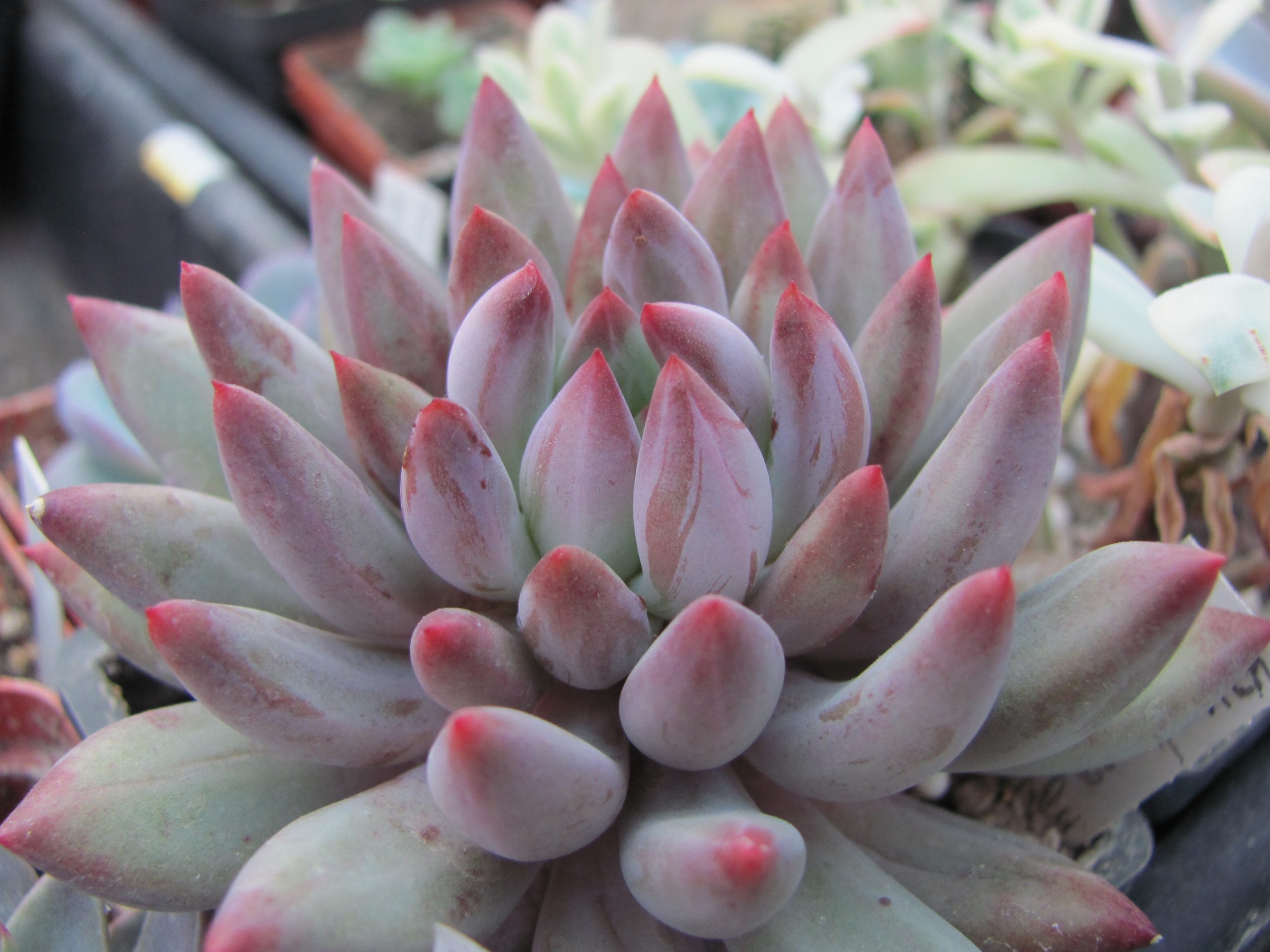 Echeveria Goldfish Hime
