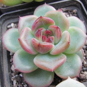 Echeveria Black Forest