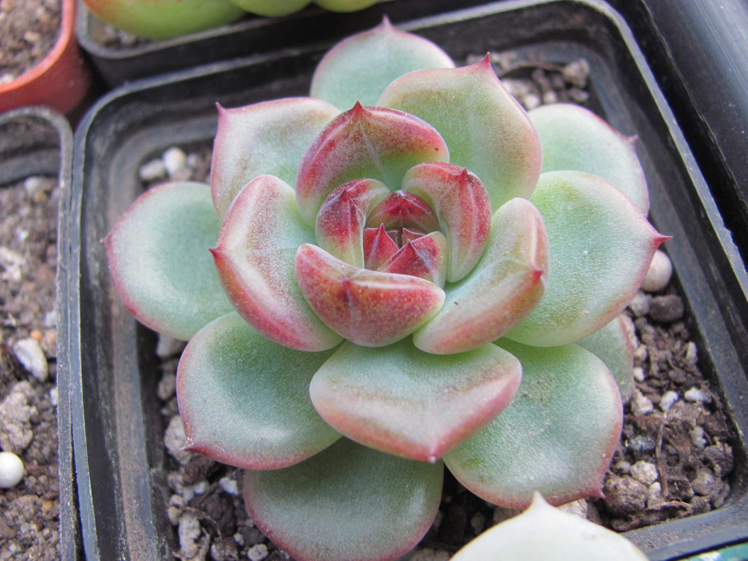 Echeveria Black Forest