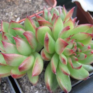 Echeveria Christmas