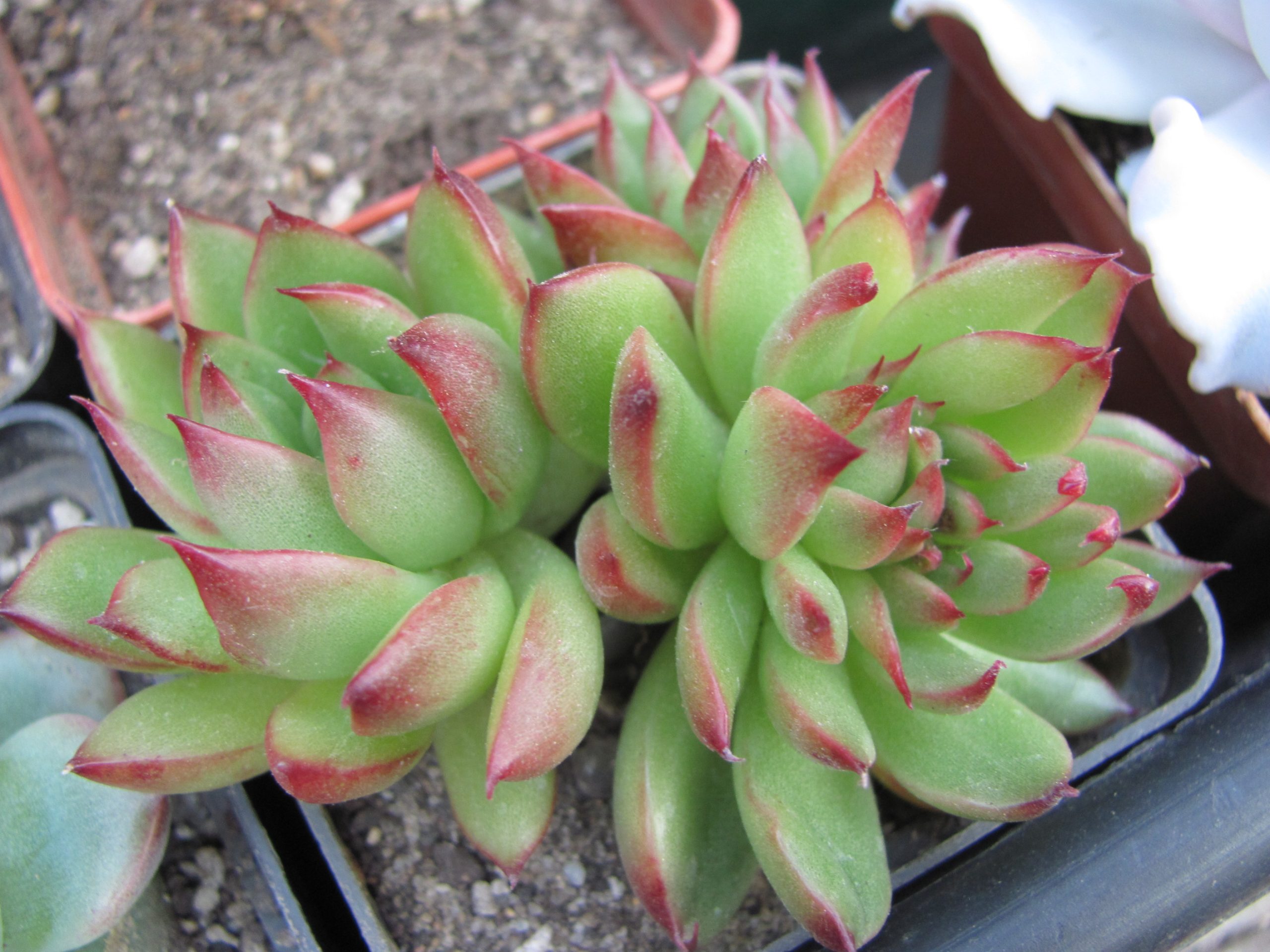 Echeveria Christmas