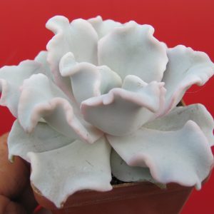 Echeveria Crispate Beauty