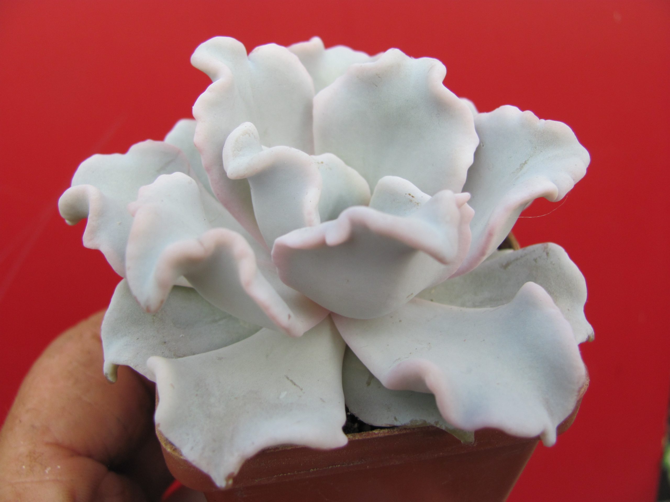 Echeveria Crispate Beauty