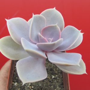 Echeveria  Perle von Nurnberg