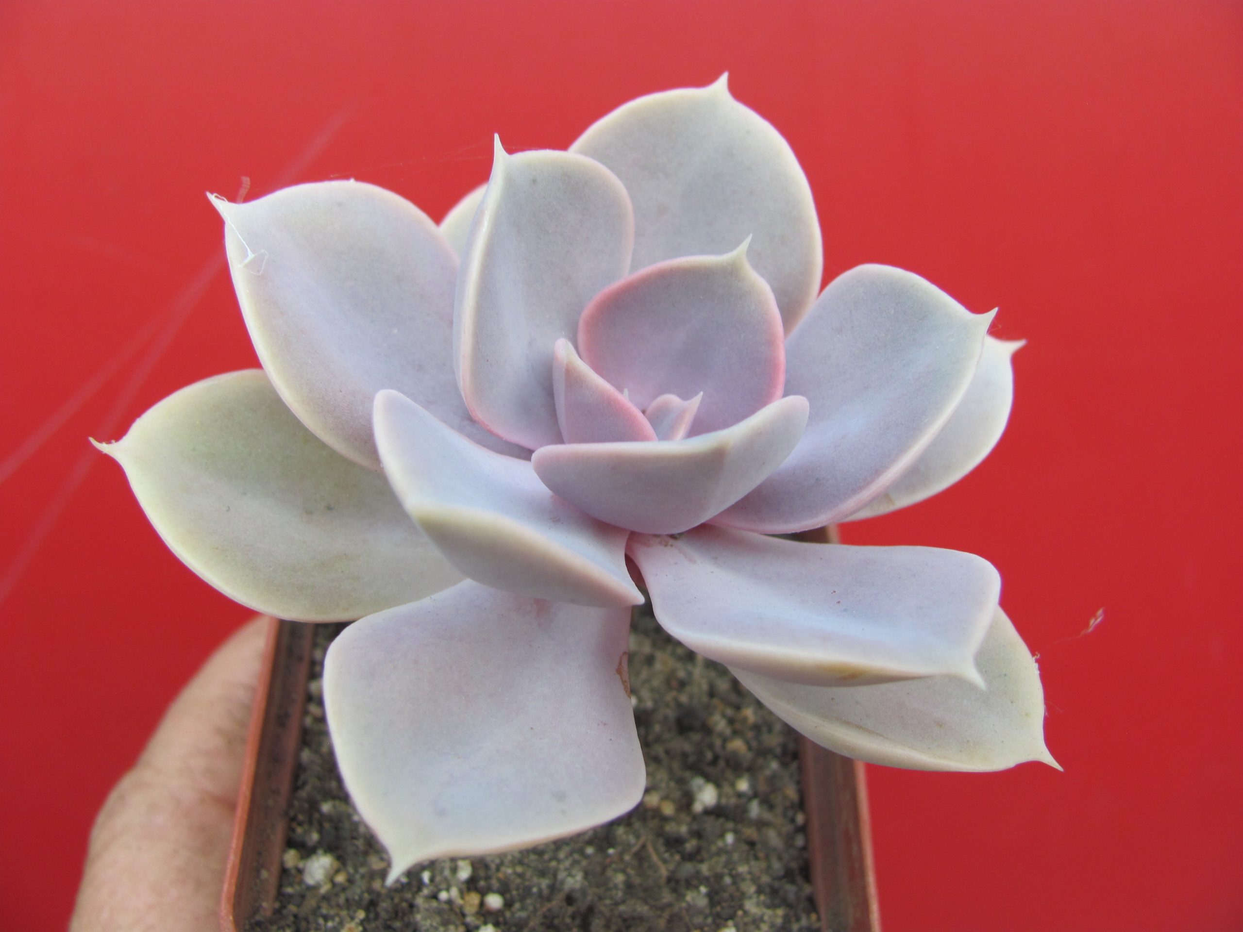 Echeveria  Perle von Nurnberg