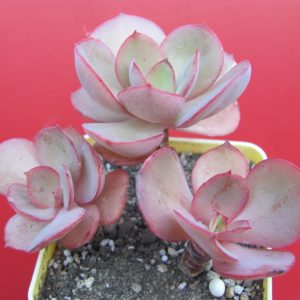 Echeveria Suyon
