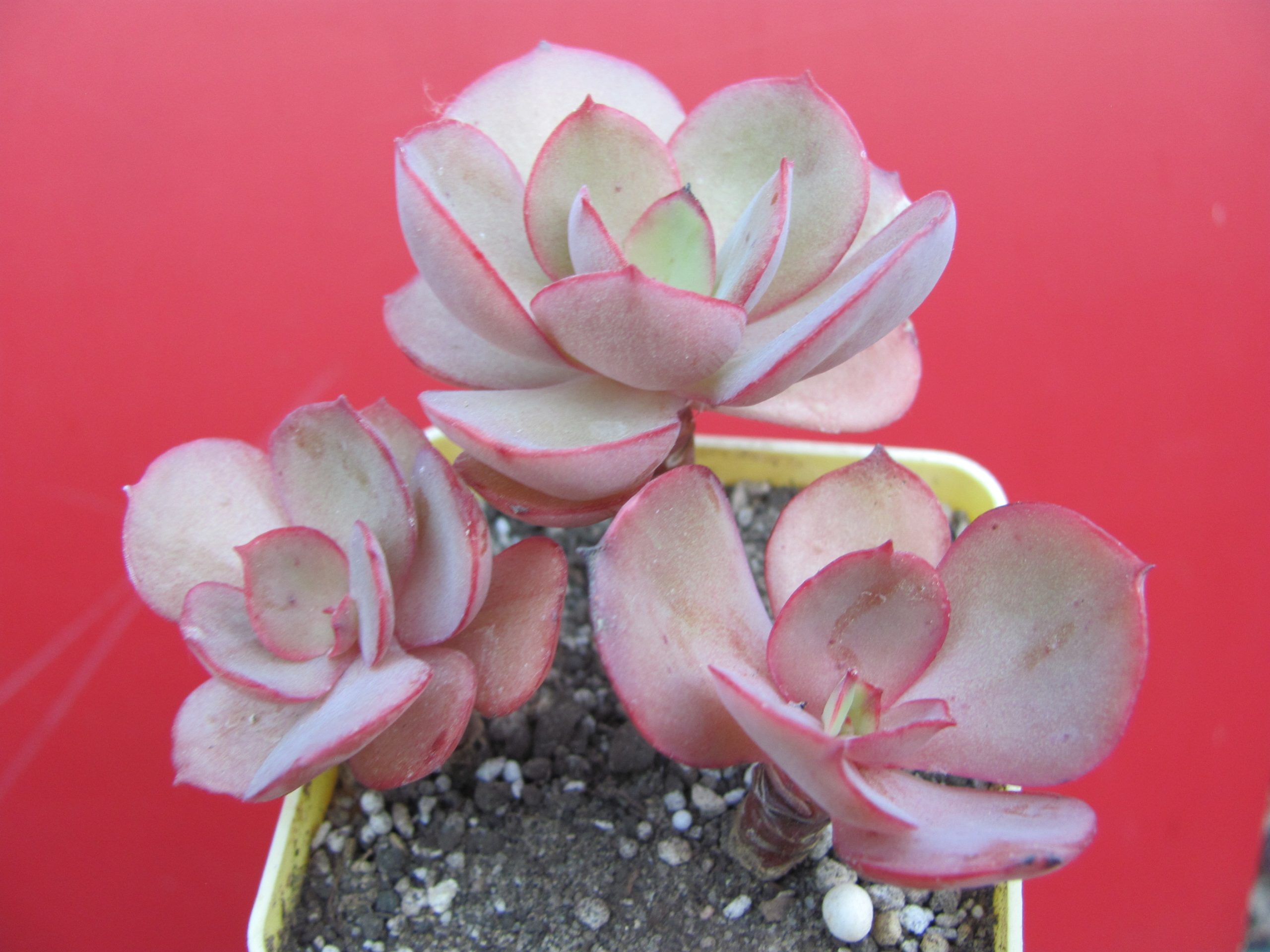 Echeveria Suyon