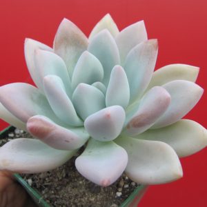 Pachyveria Opalina