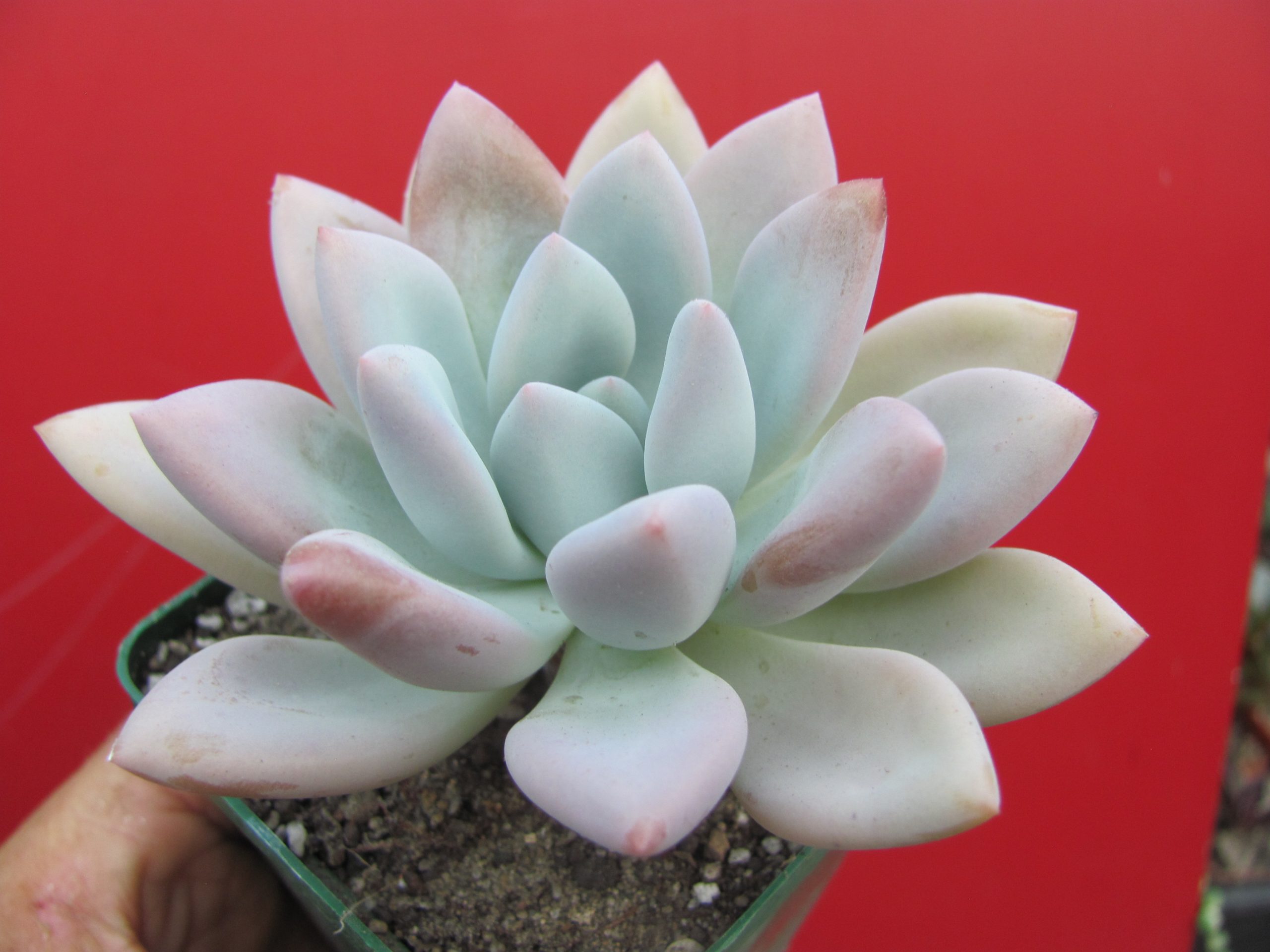 Pachyveria Opalina