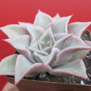Echeveria Madiba