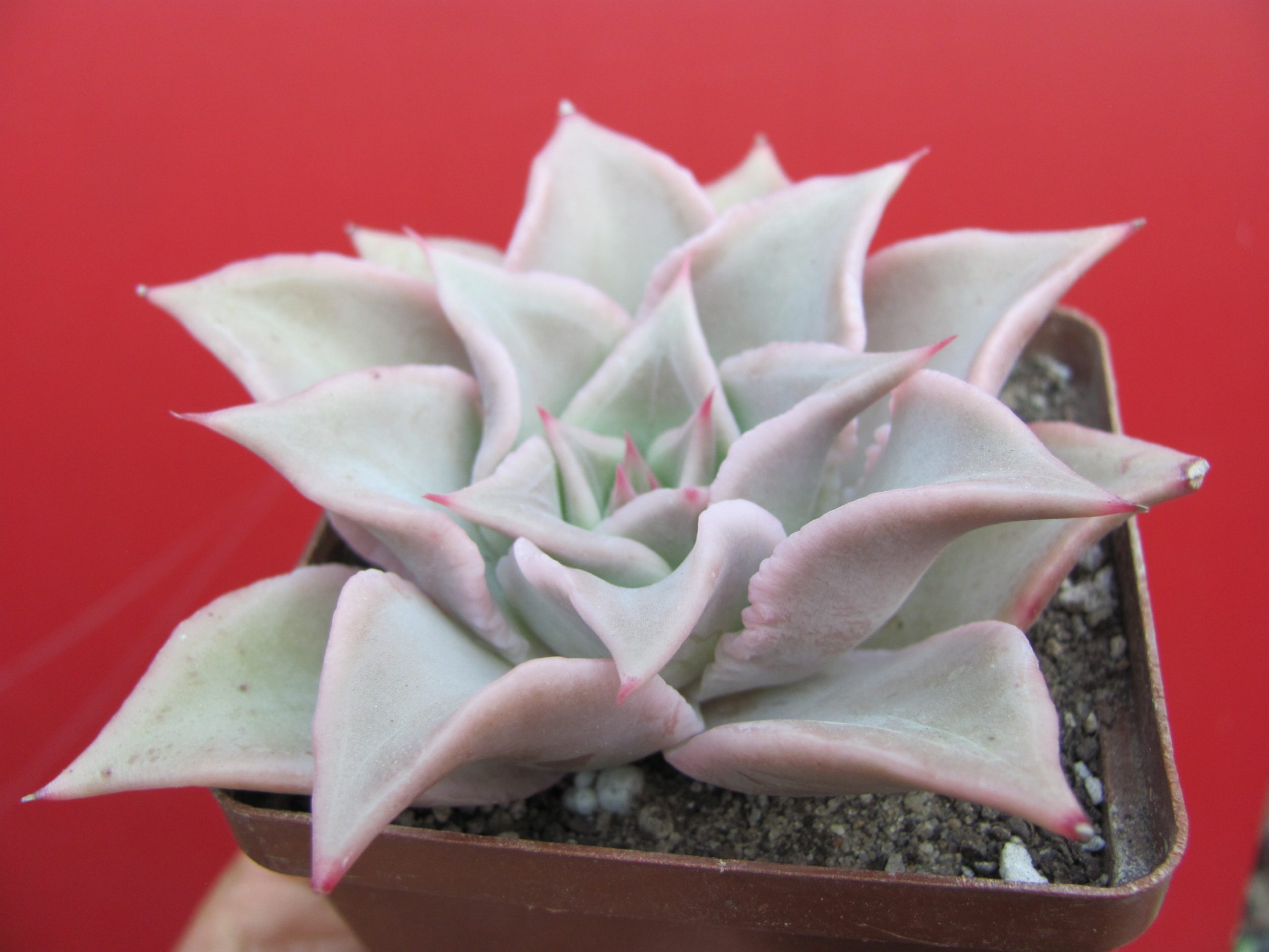 Echeveria Madiba