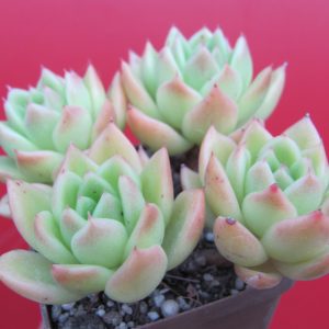 Echeveria Gilva