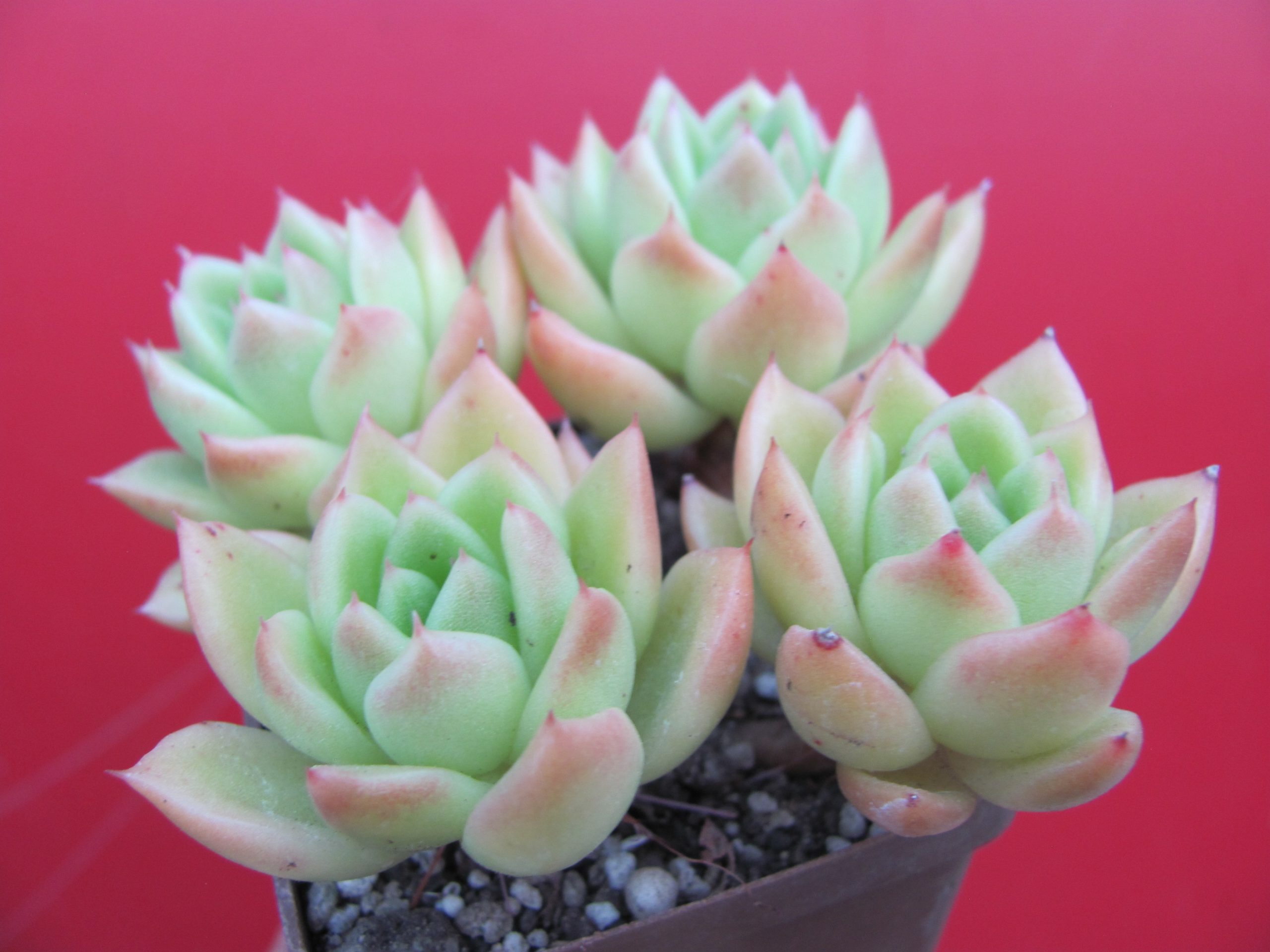 Echeveria Gilva