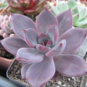 Echeveria    Hybr. 55   Italy