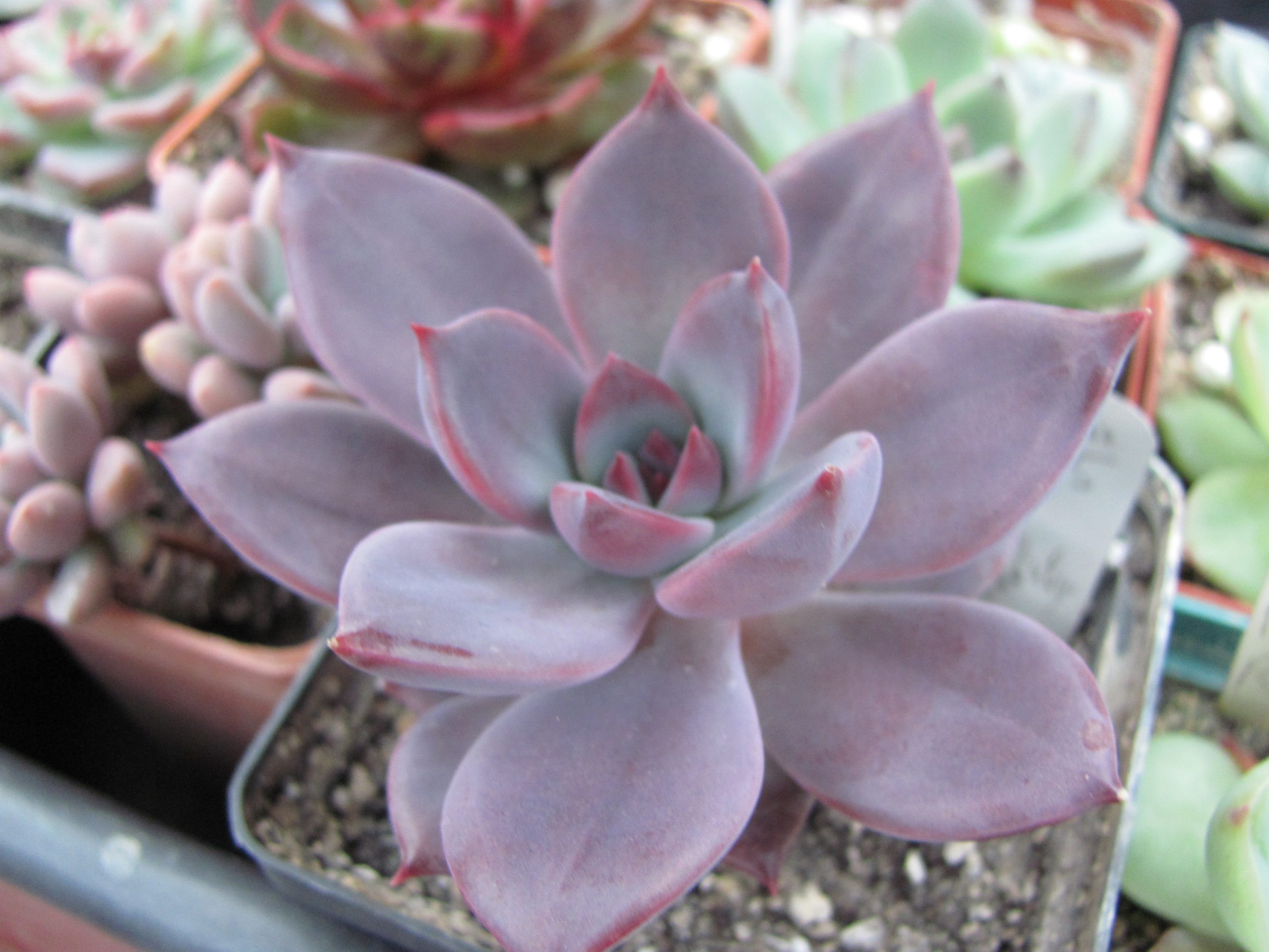Echeveria    Hybr. 55   Italy
