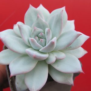 Echeveria Blue Bird