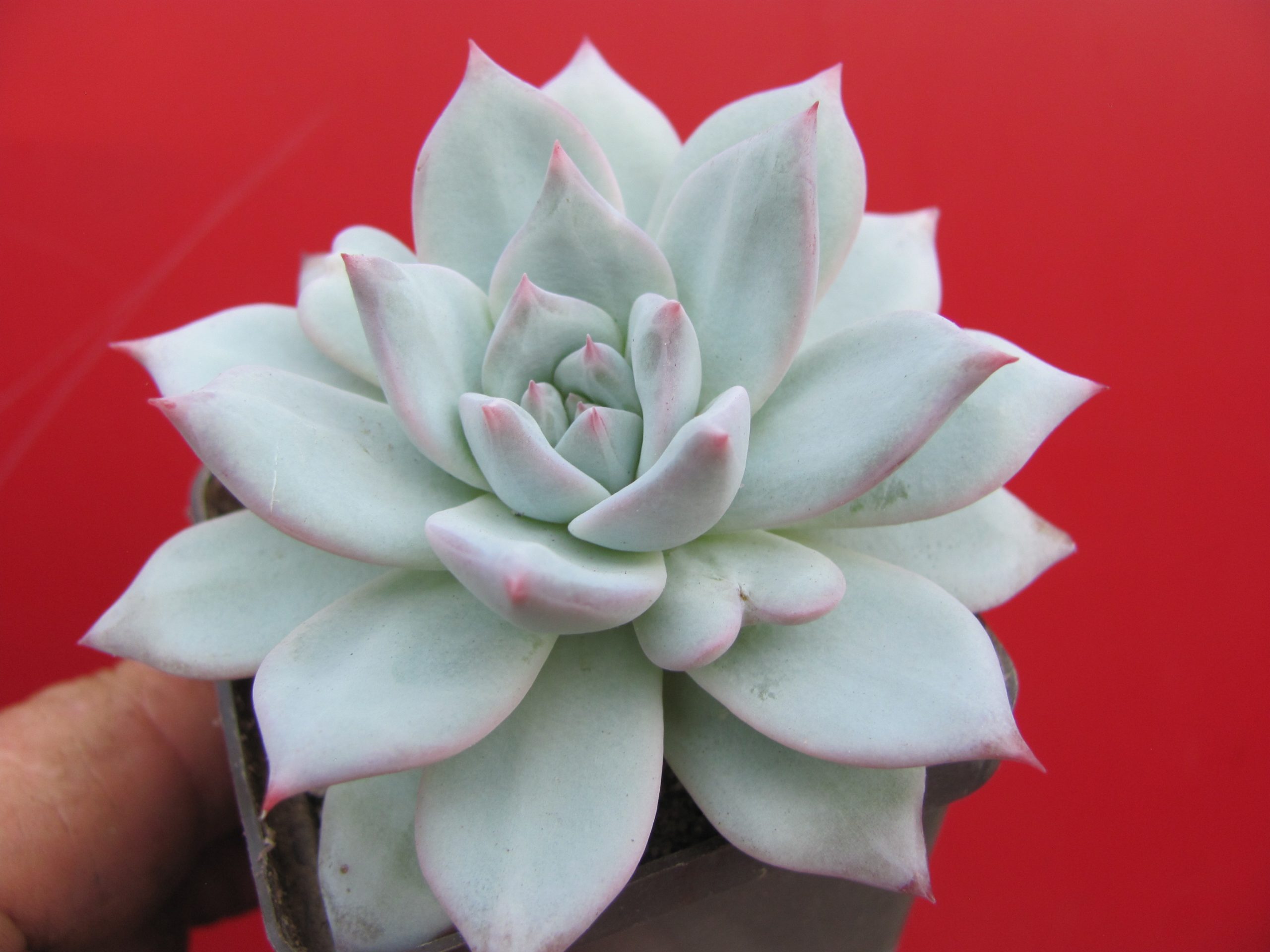Echeveria Blue Bird