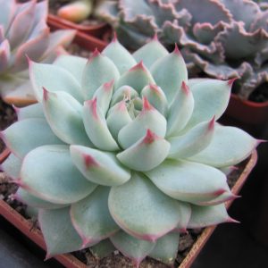 Echeveria Baijiji        China
