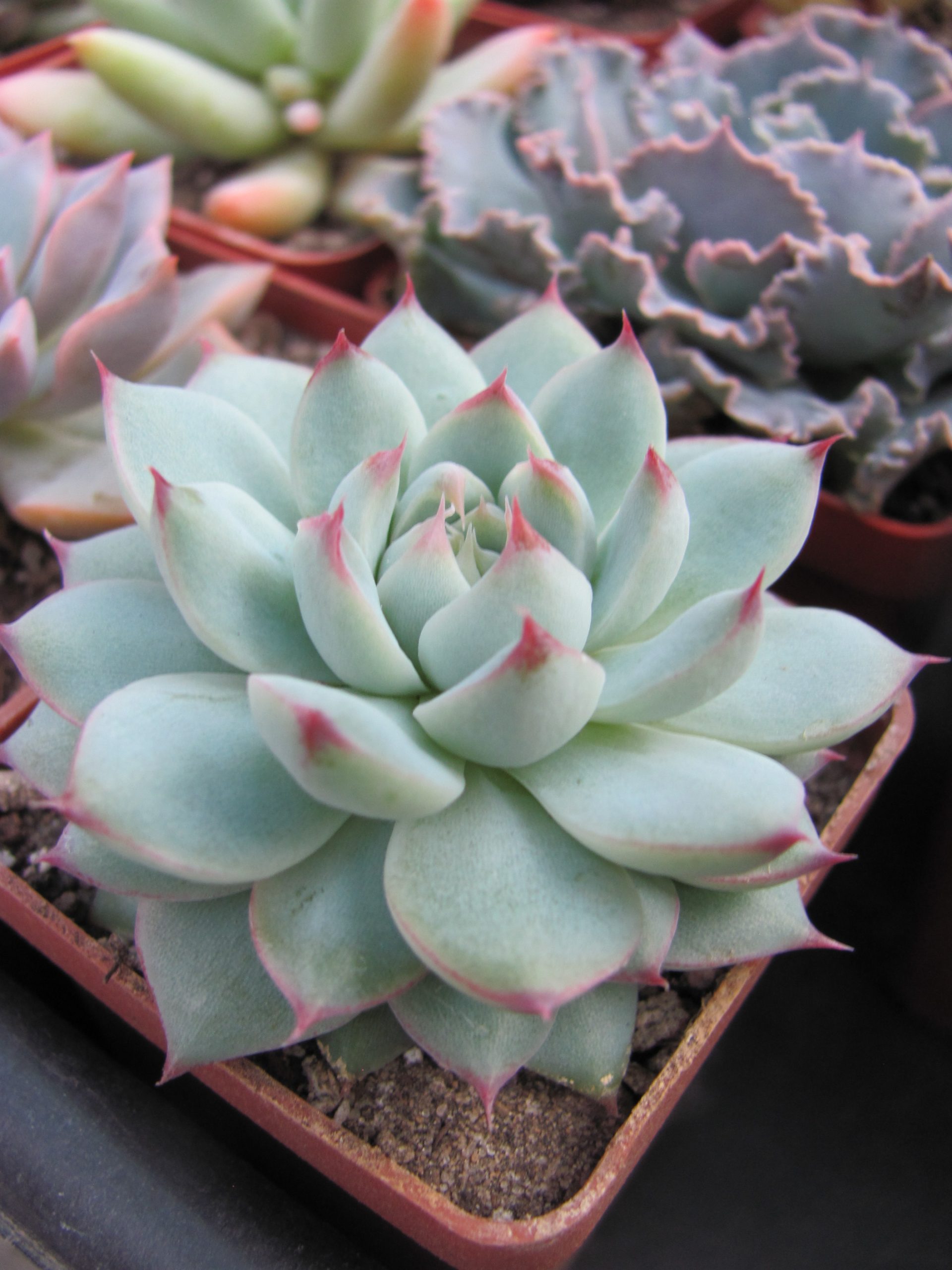 Echeveria Baijiji        China