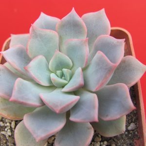 Echeveria  hybr.  #29