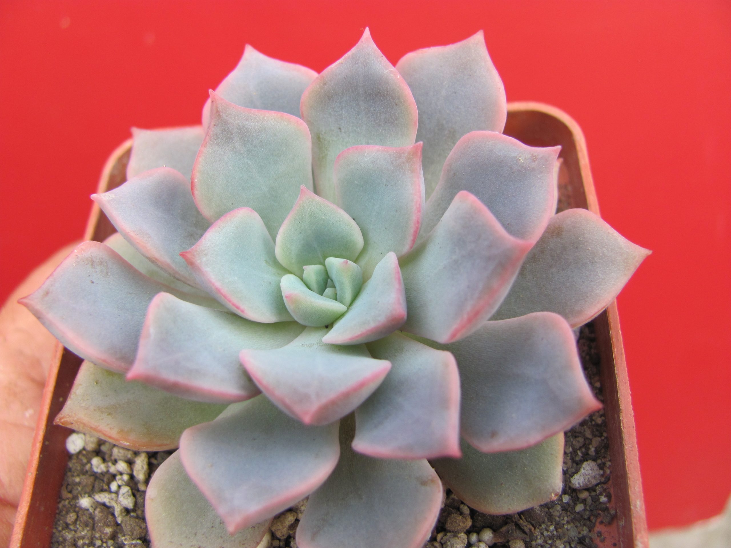 Echeveria  hybr.  #29