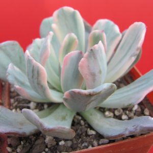 Echeveria hoveyi variegata