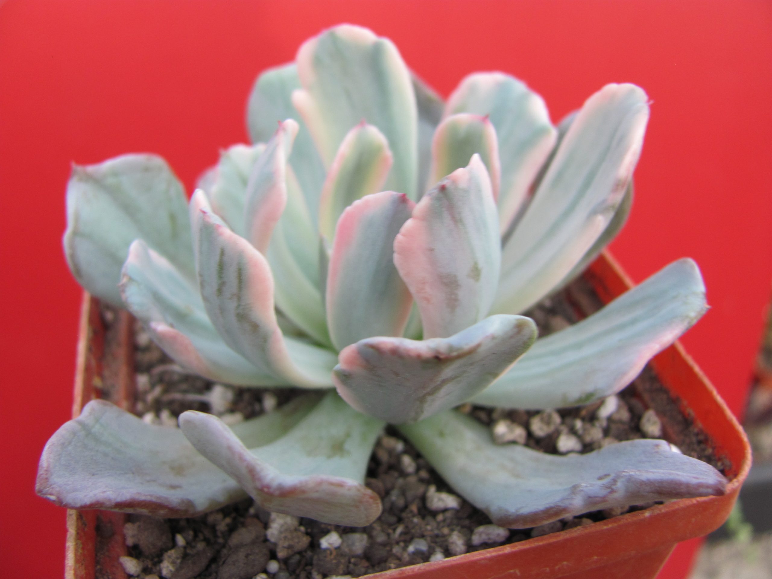 Echeveria hoveyi variegata