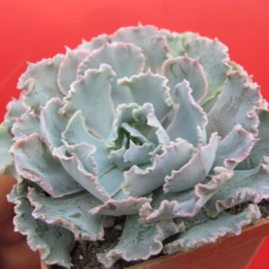 Echeveria  *Curly Pearl*