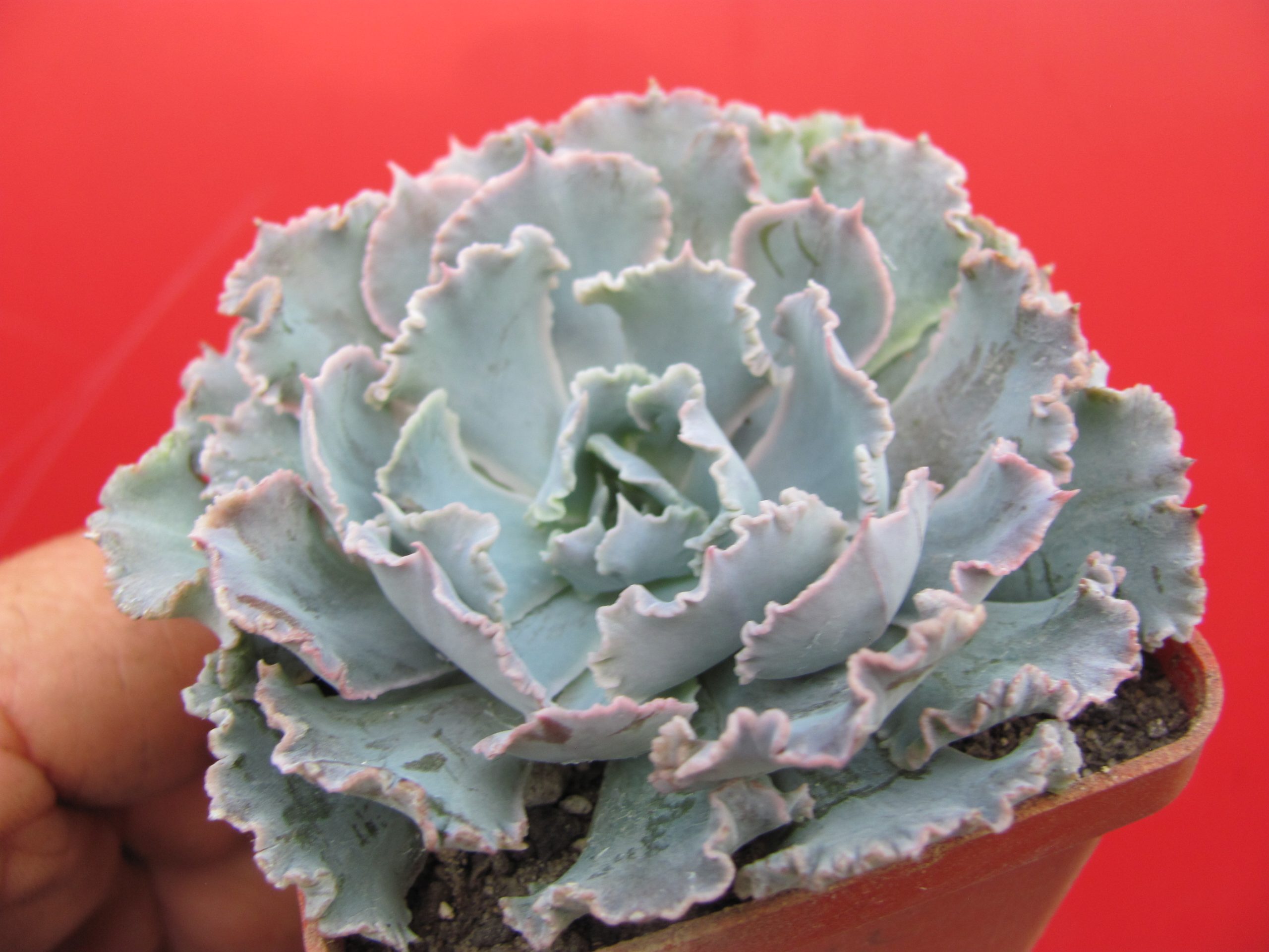Echeveria  *Curly Pearl*