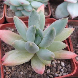 Echeveria   hookeri