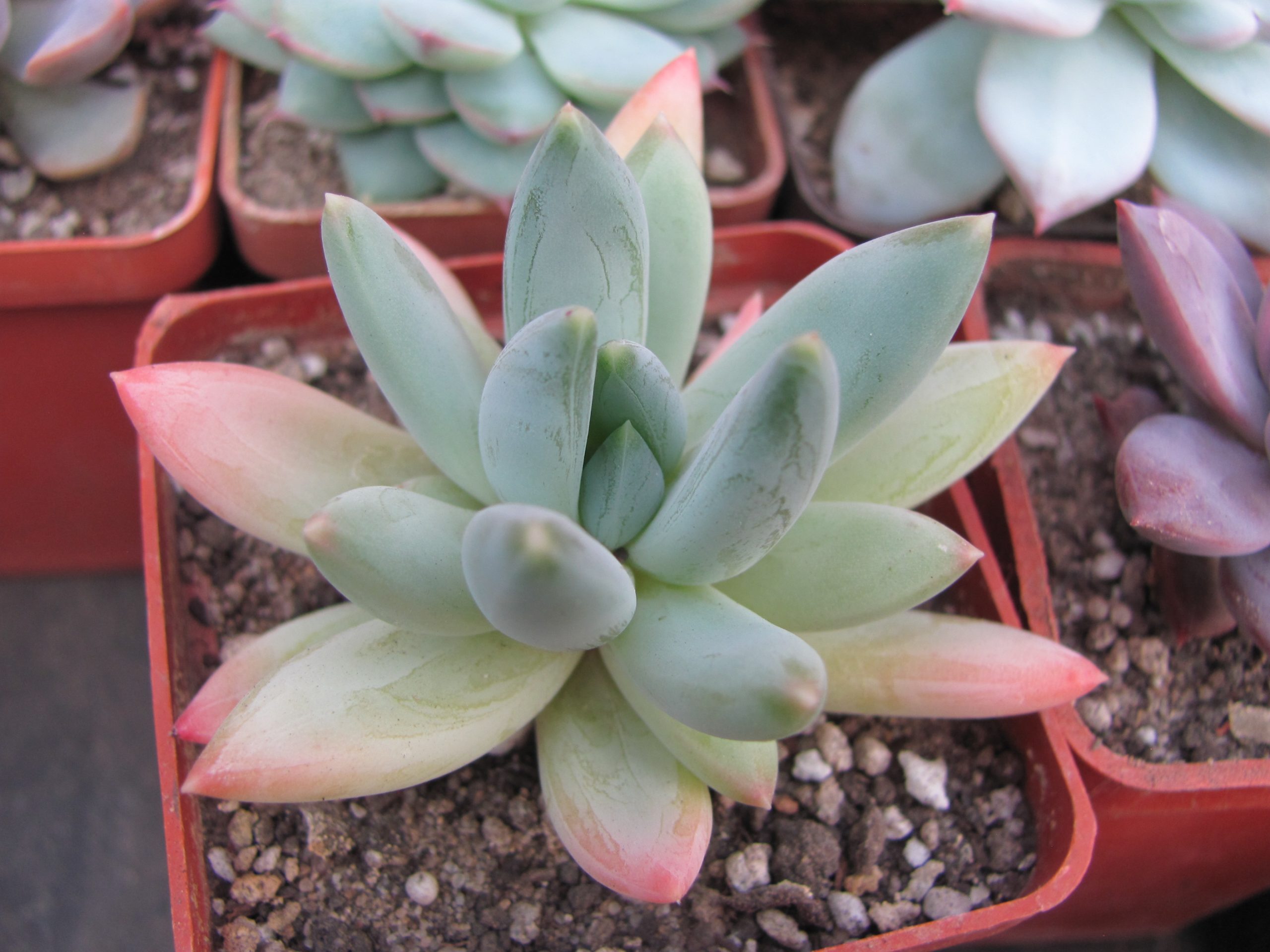 Echeveria   hookeri