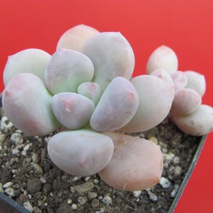 Pachyphytum   oviferum  hybr.  #100