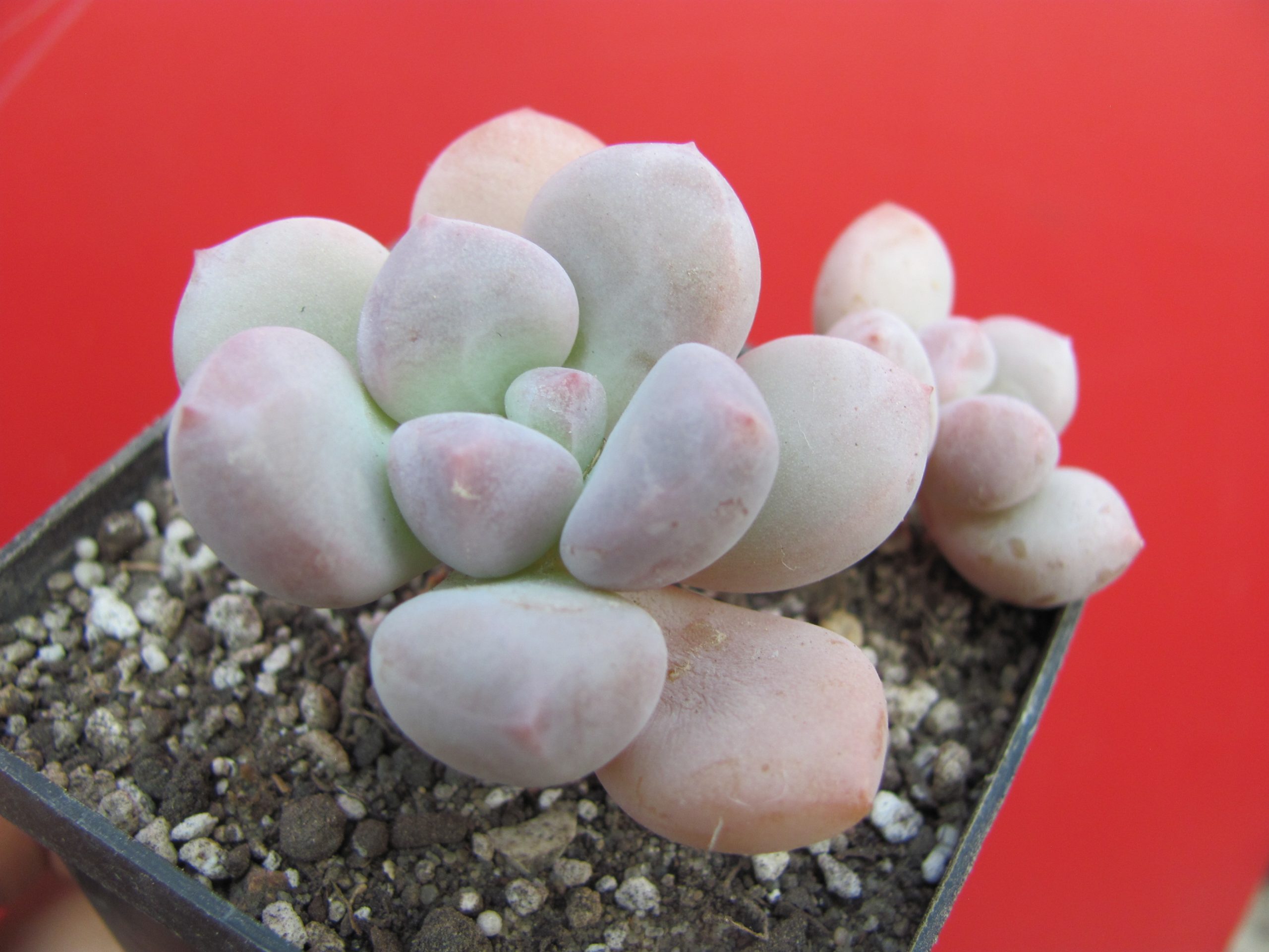 Pachyphytum   oviferum  hybr.  #100