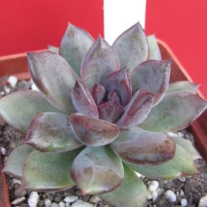 Echeveria  hybr. 53      Italy
