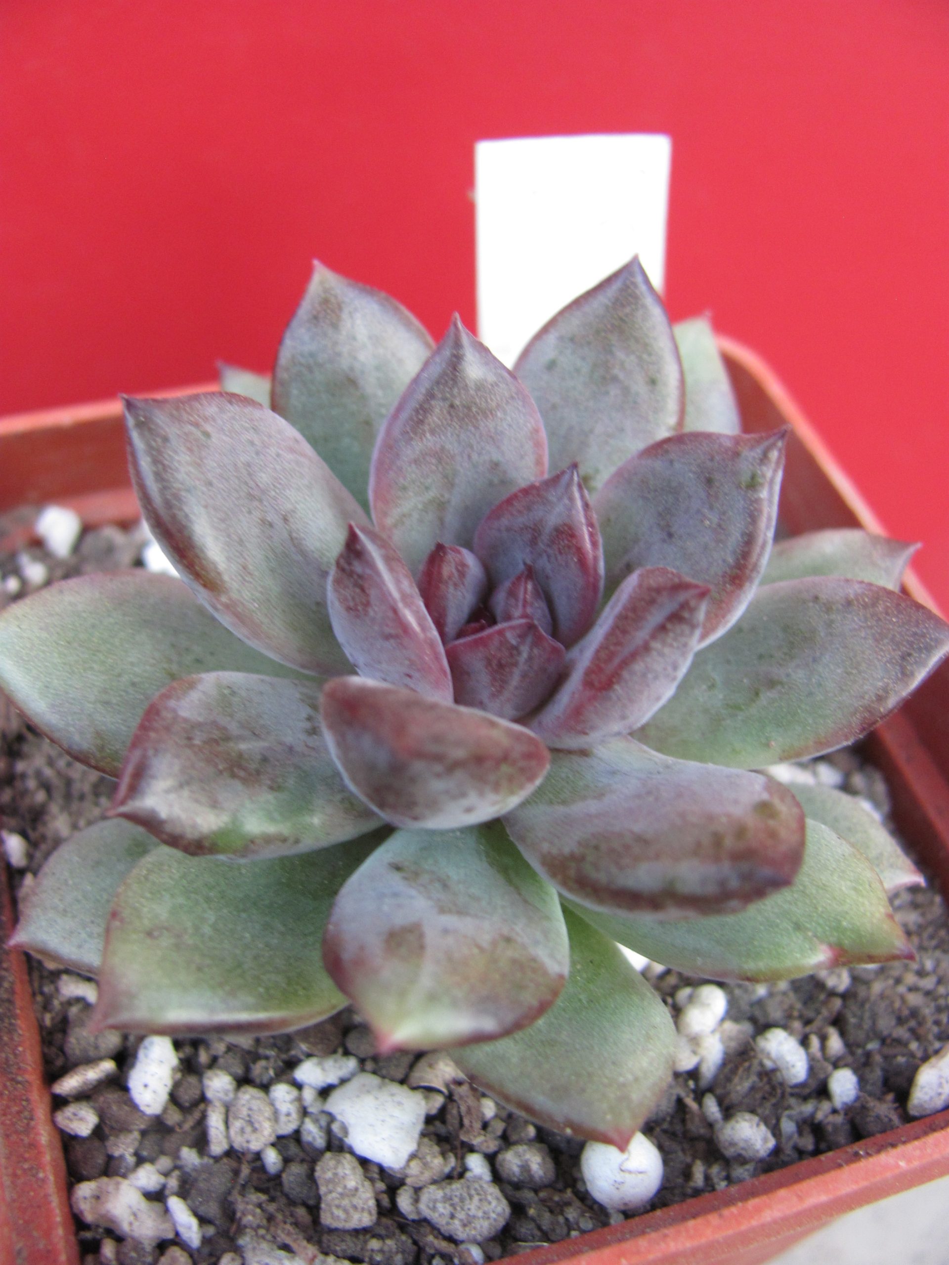 Echeveria  hybr. 53      Italy