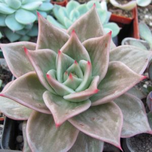 Echeveria Jade Star variegata