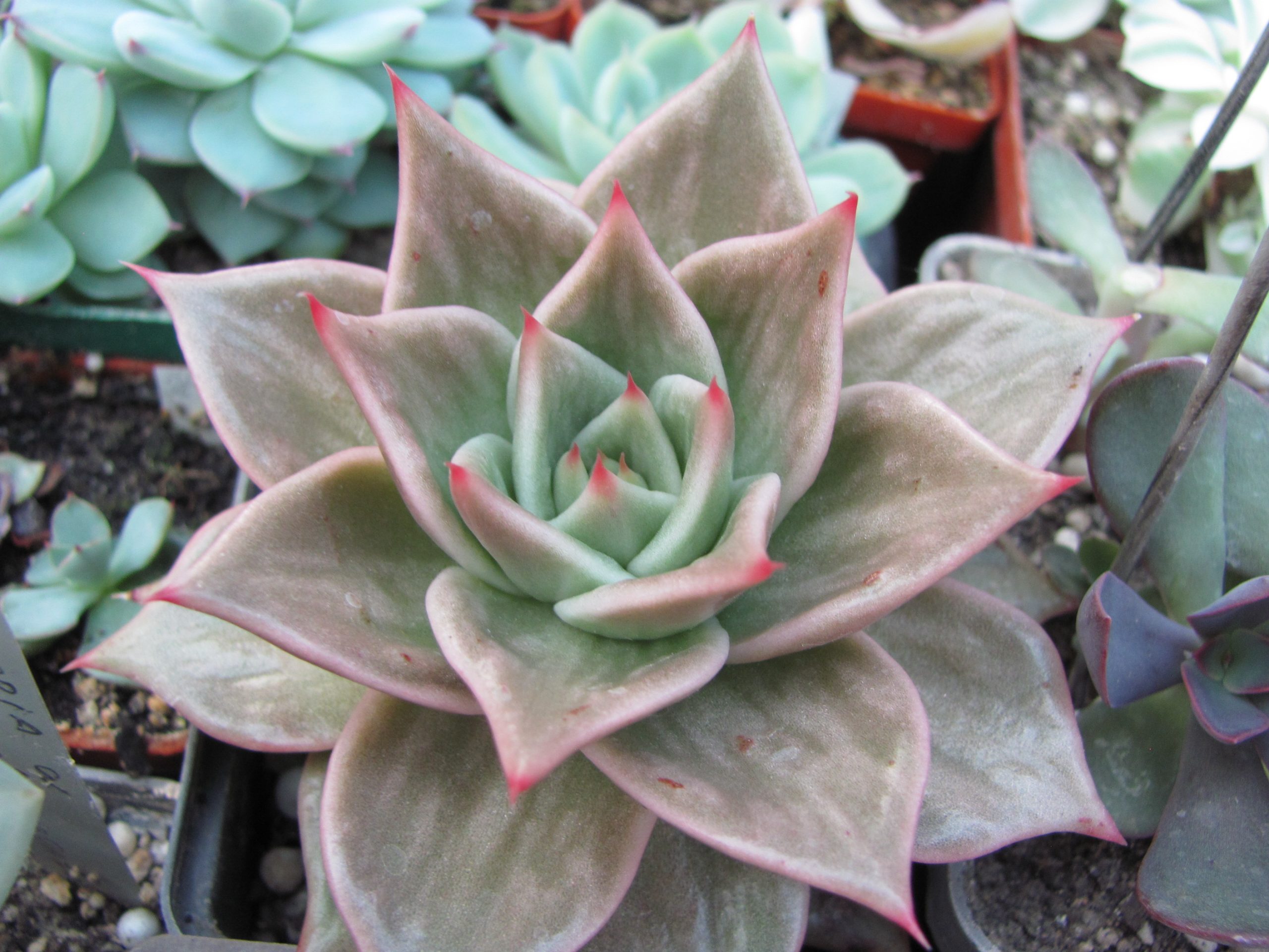 Echeveria Jade Star variegata